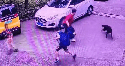 柳州一男孩被黑狗追赶，老奶奶拎着书包边赶狗边护着两个娃，物业：狗主人身份仍在核查