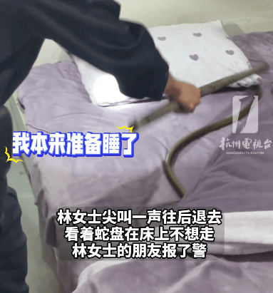 杭州女子洗澡后准备睡觉，床上突现1米多长蛇，民警捏住“七寸”将其擒获，后带至附近农田放生