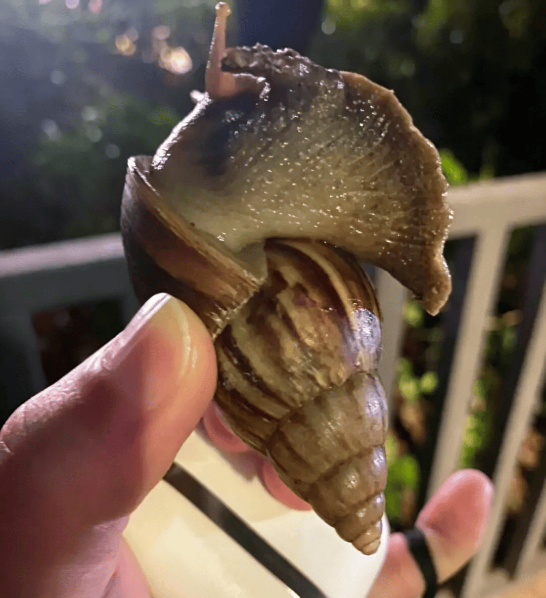 “只是摸了一下”，深圳1岁女童小区玩耍，确诊严重脑炎！最近很多人见到，千万别碰