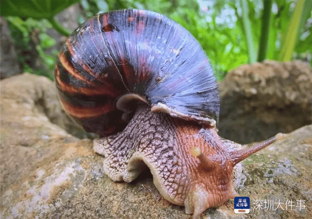 “只是摸了一下”，深圳1岁女童小区玩耍，确诊严重脑炎！最近很多人见到，千万别碰